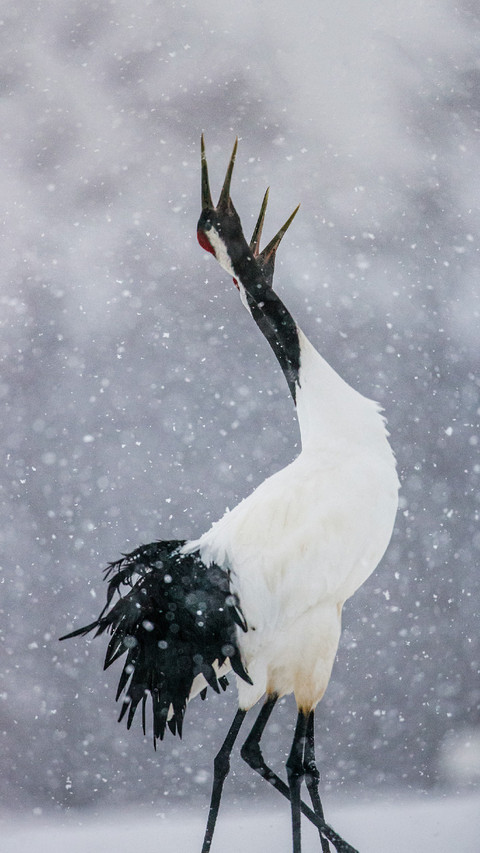 Red-crowned Cranes Dancing in The Snow preview