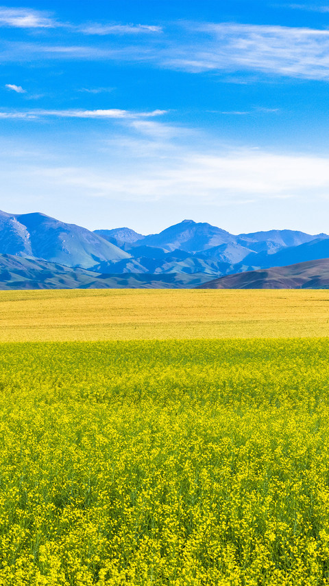 A sea of rape flowers along the way preview