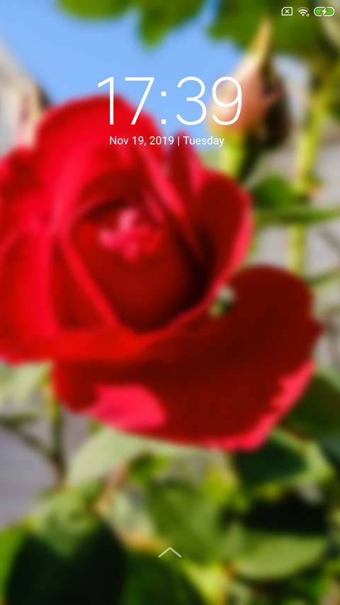 Rose_DWM3 preview
