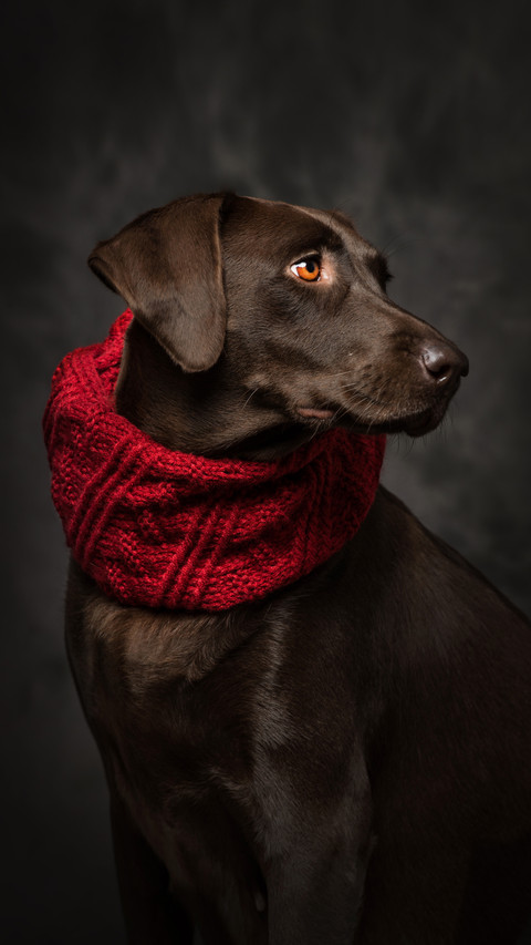 Pets suitable for the elderly 6 preview
