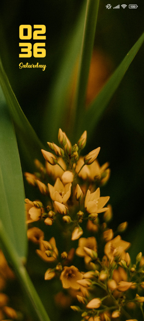 Garden preview