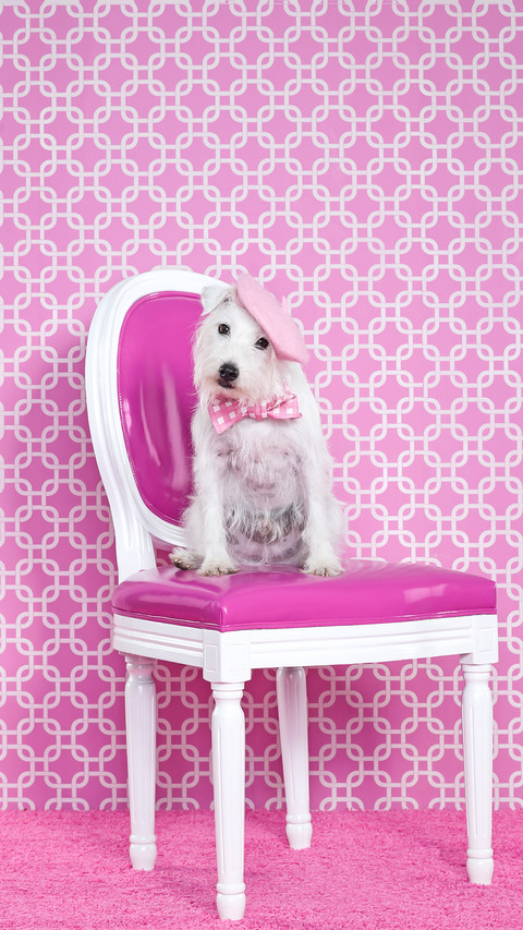 Jack russel canis lupus familiaris on chair preview