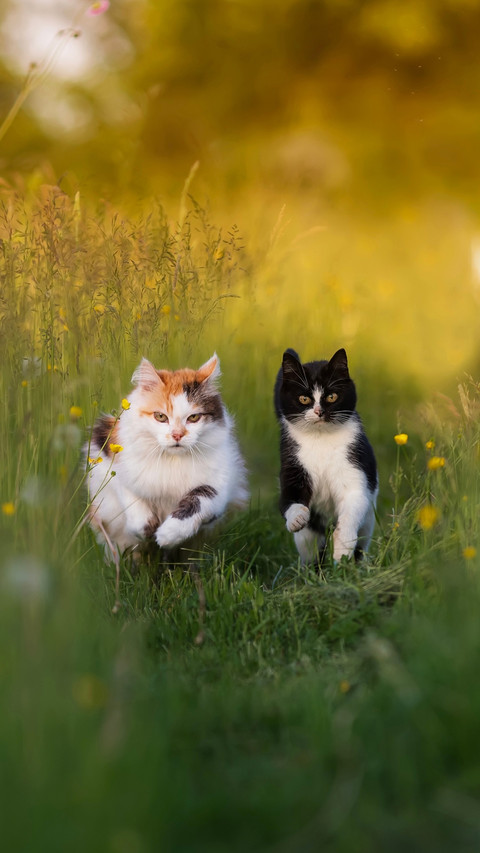 Two beautiful cats are running on a sunny blooming lawn preview