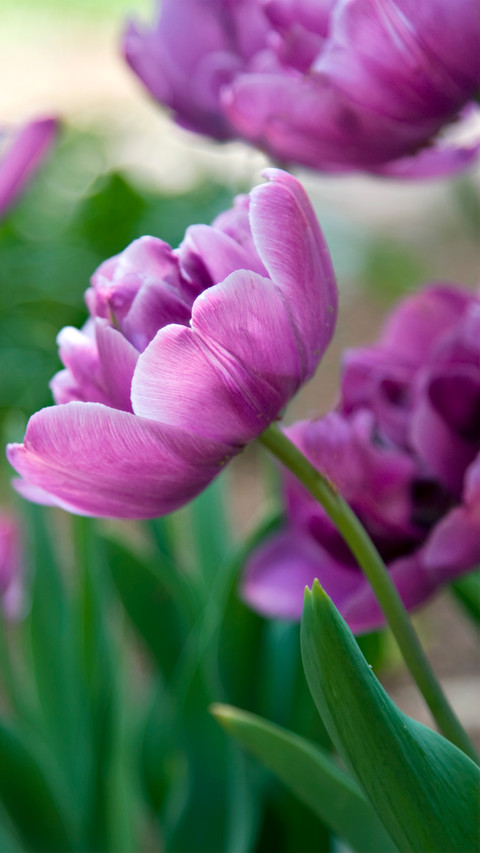 Spring preview