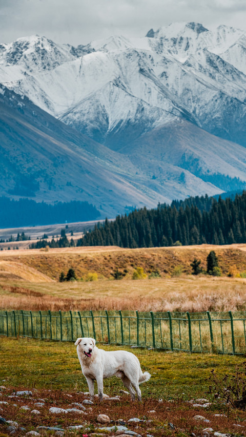A White Dog is Standing on The Farm Grass preview