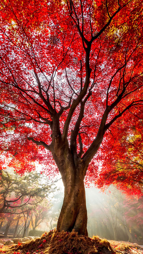 The colors of autumn preview