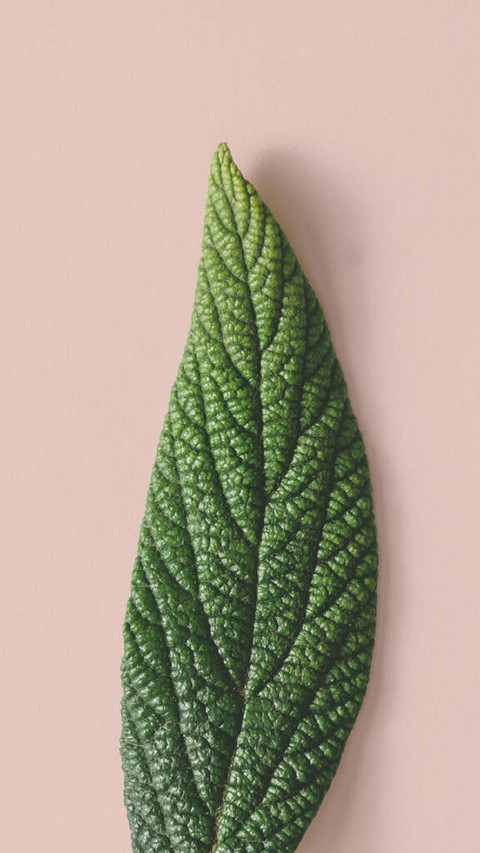 PAIXIN-plant (4) preview