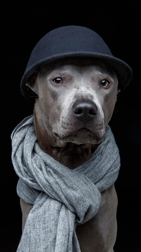 Dog12 preview