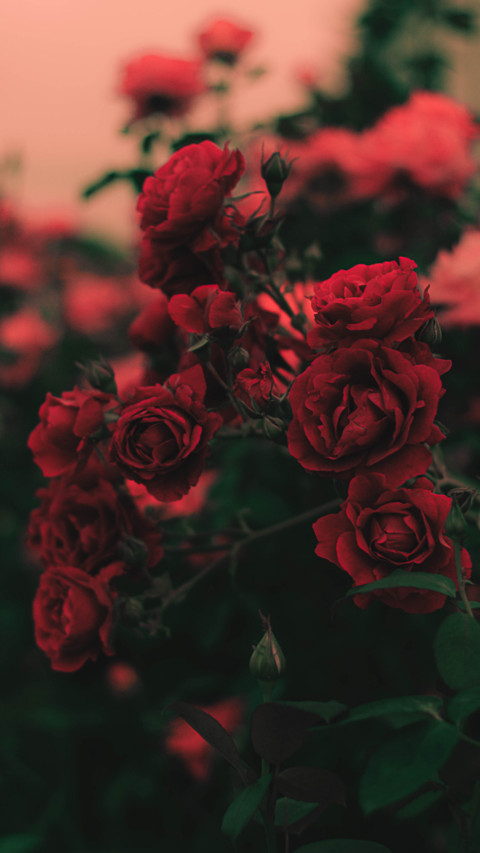 Roses and Lilacs (18) preview