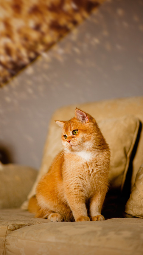Ten orange cats and nine chubby ones preview