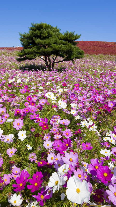 Great persian chrysanthemum 3 preview