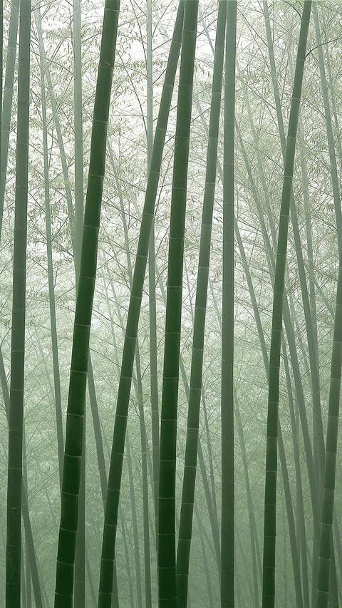 india-bamboo preview