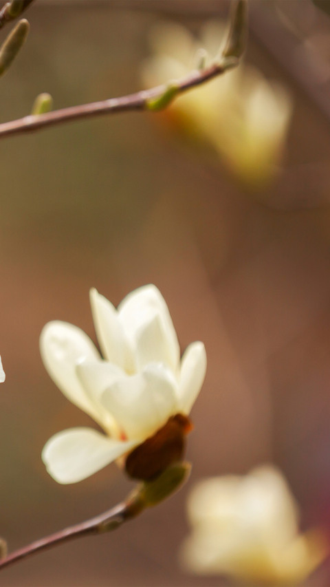 Spring scenery-04 preview