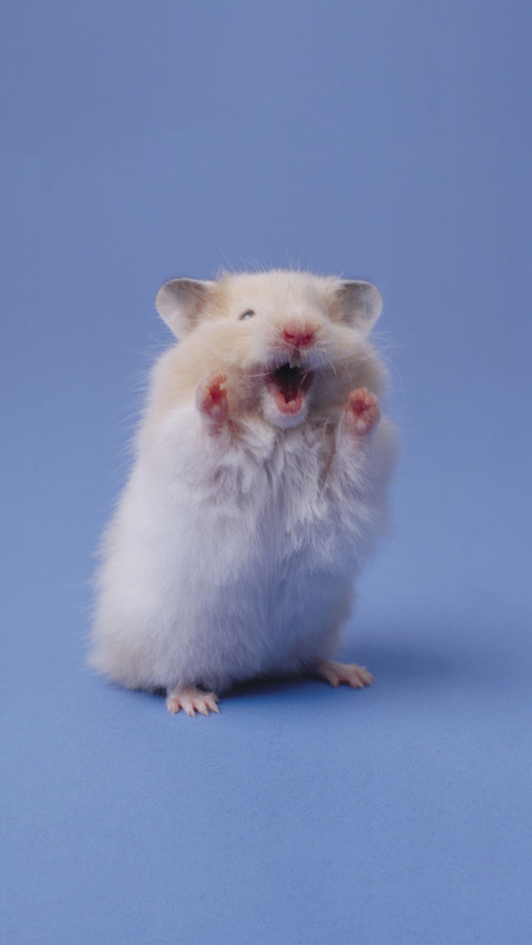 A thousand cups of unbreakable hamster preview
