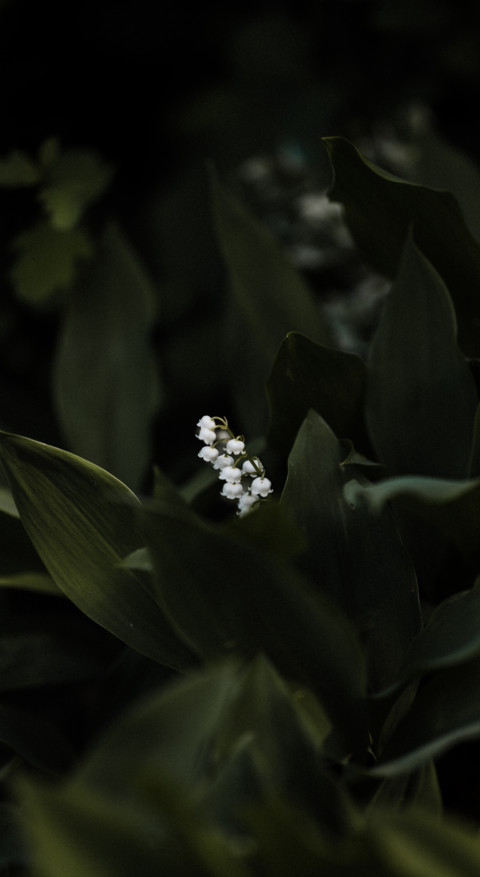 Nature HD - 2020-06-02T130122.558 preview