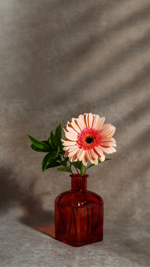 Gerbera flower preview