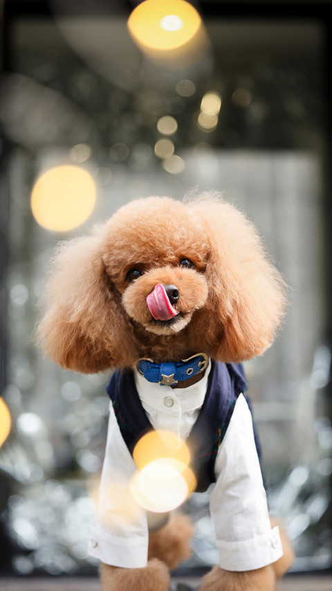 Cute Teddy 52 preview