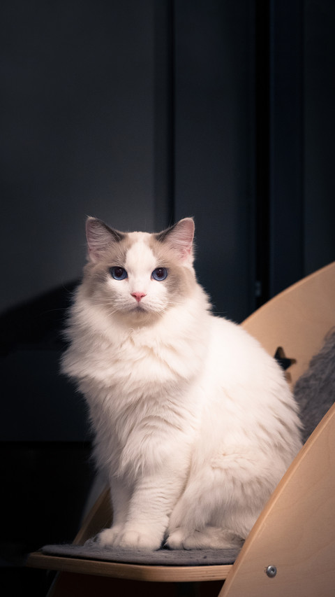 Is the cat really just high cold preview