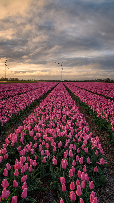 Magnificent flower fields preview