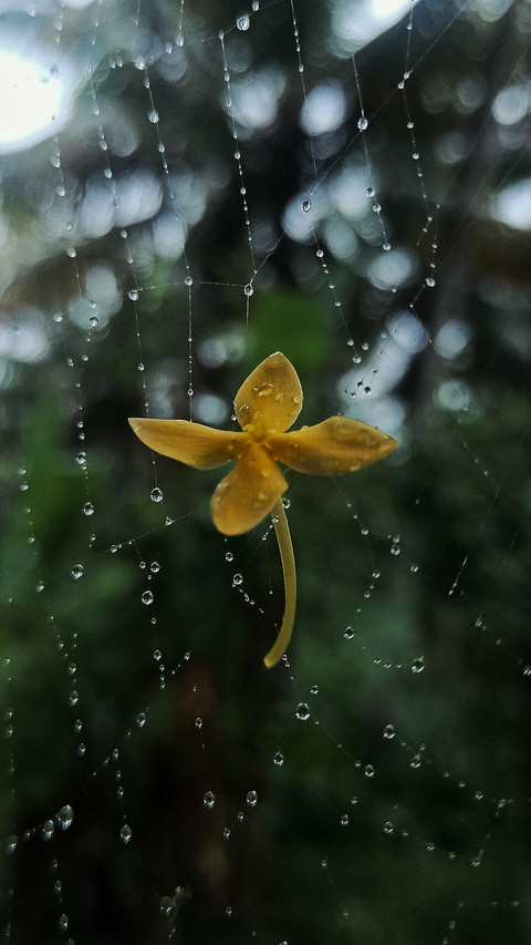Droplet on flower and spider web preview