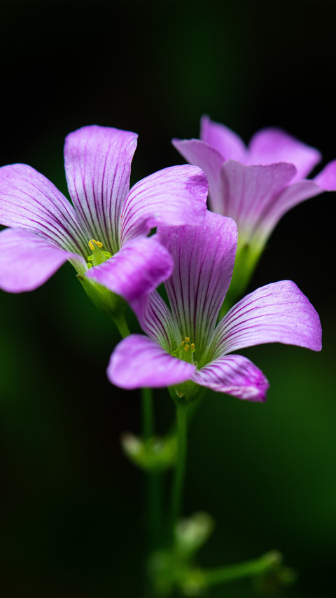 Closeup of the clover flower preview