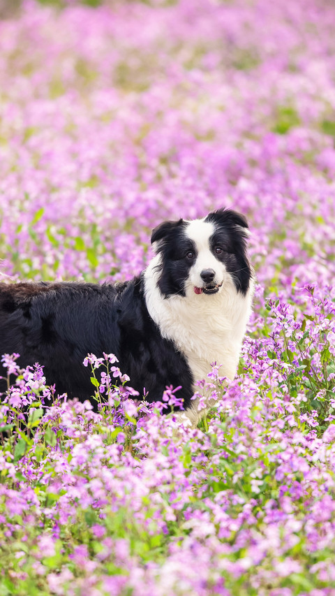 Prevent dry and cracked noses in dogs preview