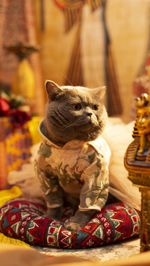 Stress response of cats should be taken seriously preview