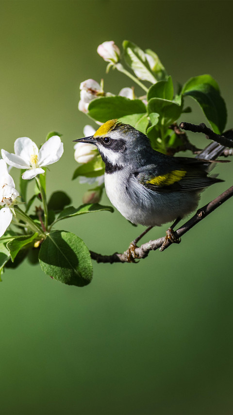 The warbler on the branch preview