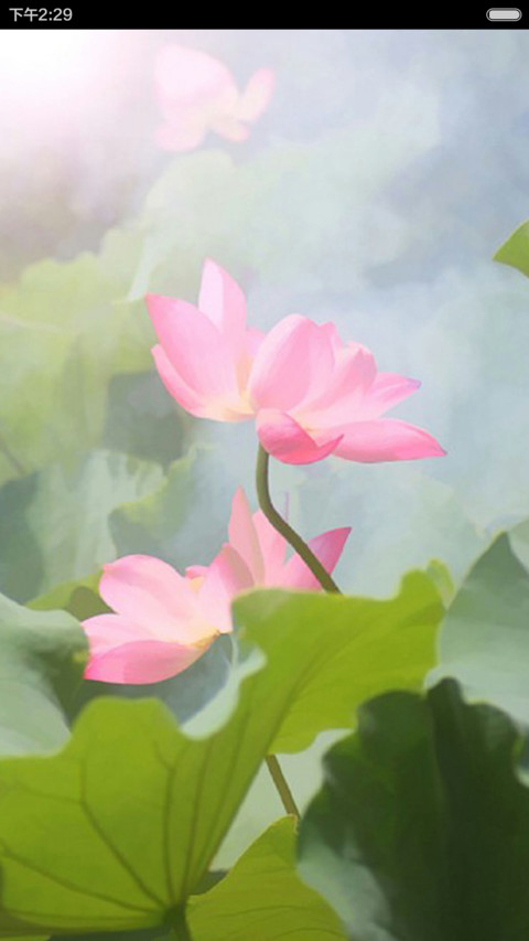 一念心清静，莲花处处开 preview