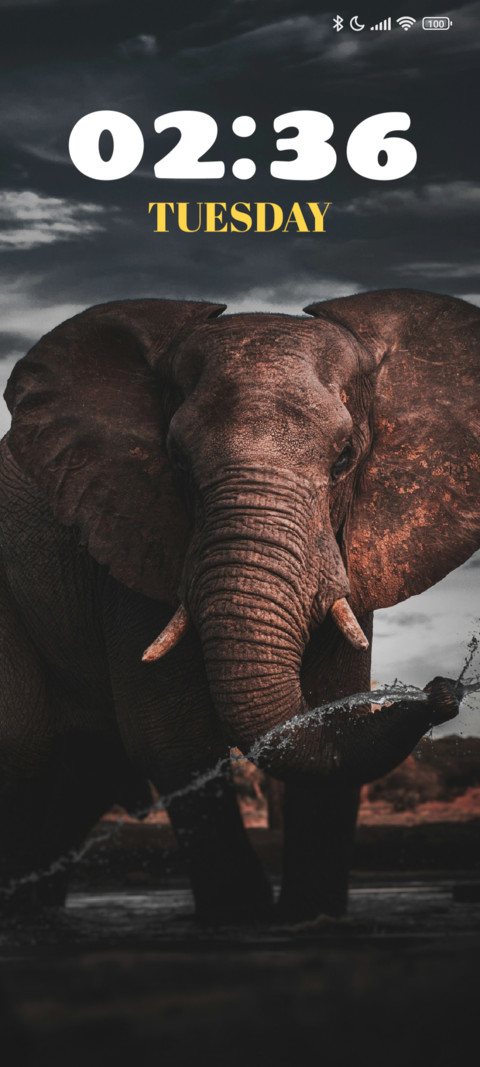 Brown Elephant preview