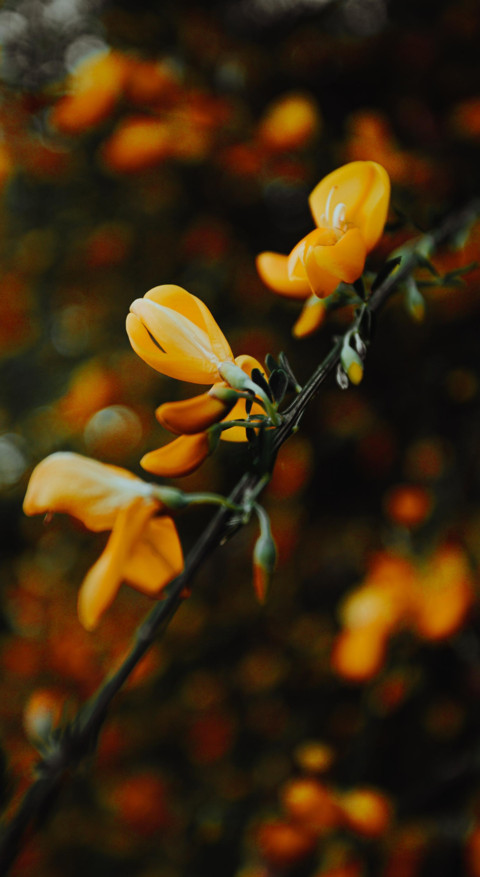 Nature B6 (15) preview