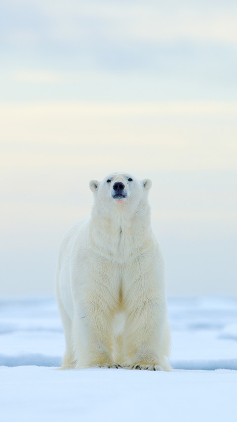 Polar bear on drift ice edge in Norway sea preview