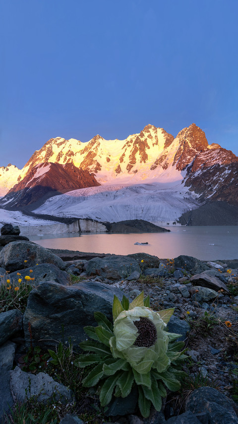 Bogda Peak Snow Lotus in Tianshan Mountains, Xinjiang preview