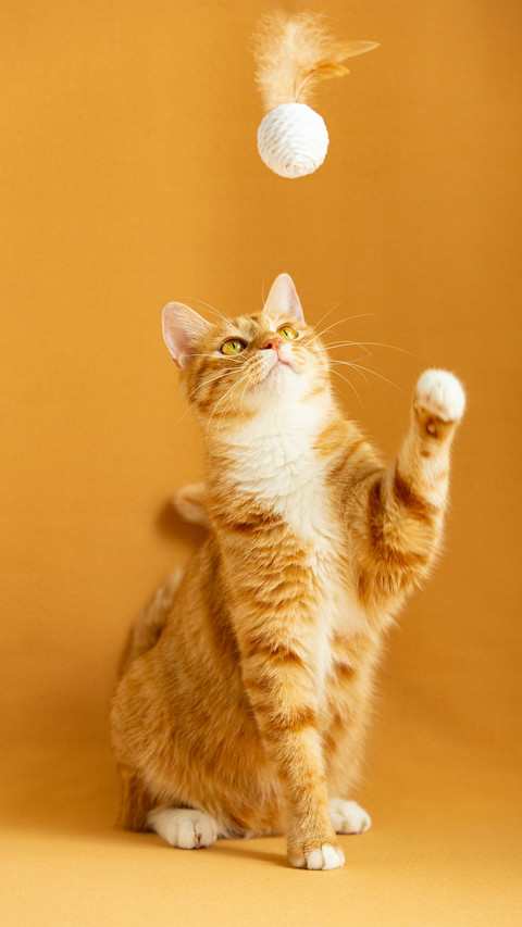 Cats and toy chicken feather balls preview