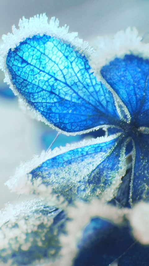 Flower under snow preview