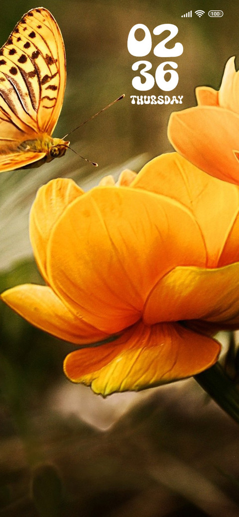 lily preview