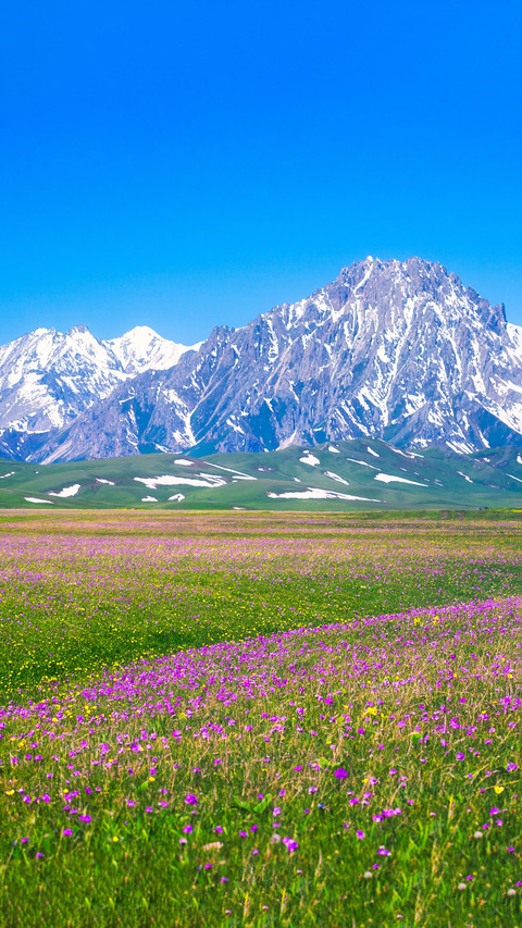 Floral fragrance can improve memory preview