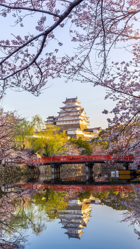 Spring cherry blossom-02 preview
