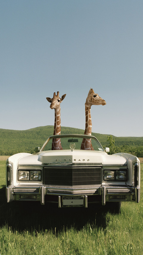 International-giraffes preview