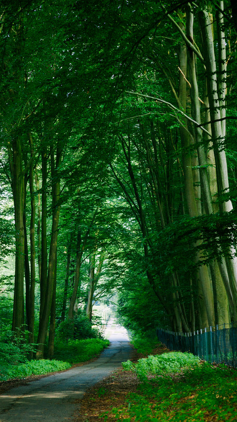 Forest Green Path preview