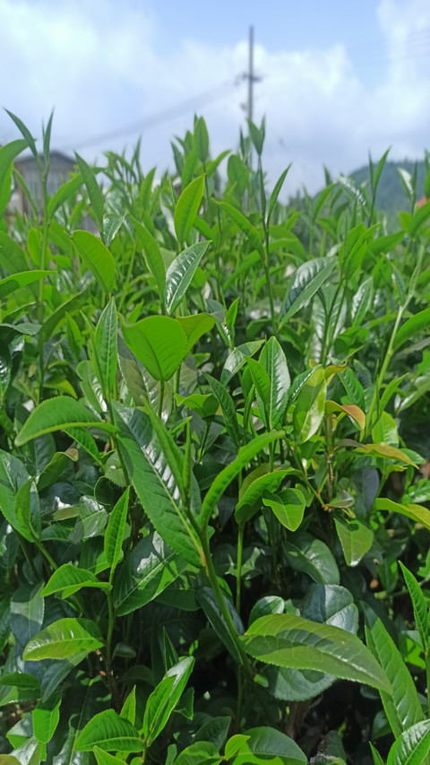 khm Tea tree preview