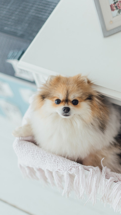 Little fluffy pomeranian dog sitting in chest preview