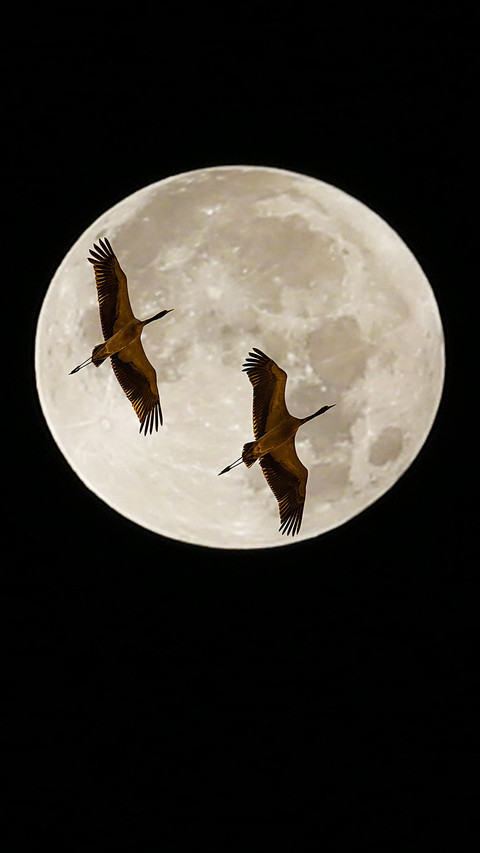 Crane flying cross the moon preview