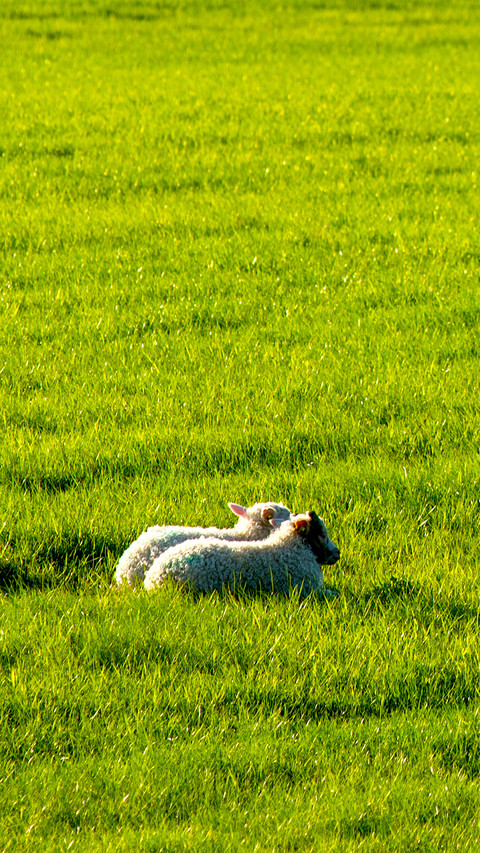 Sheep preview