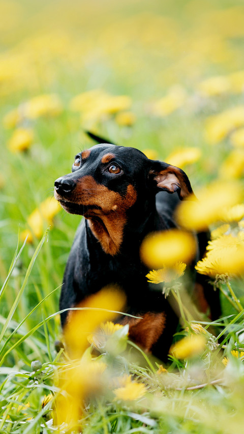 German Pinscher breed dog in dandelions preview
