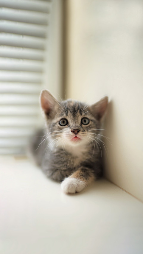 Cute little gray kitten, portrait on the windowsill preview