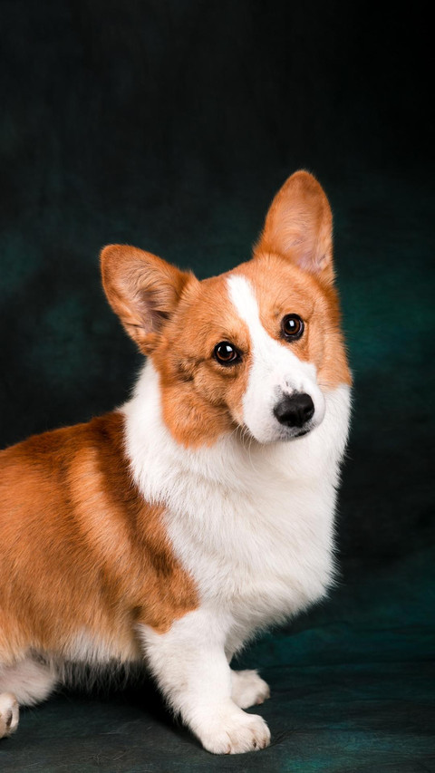 Dog304 preview