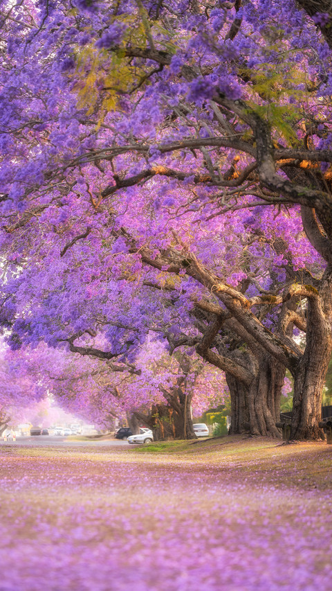Jacaranda trees are in full bloom in australia preview