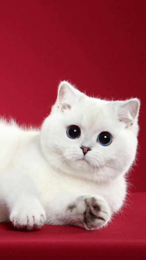 A blueeyed kitten with a red background preview