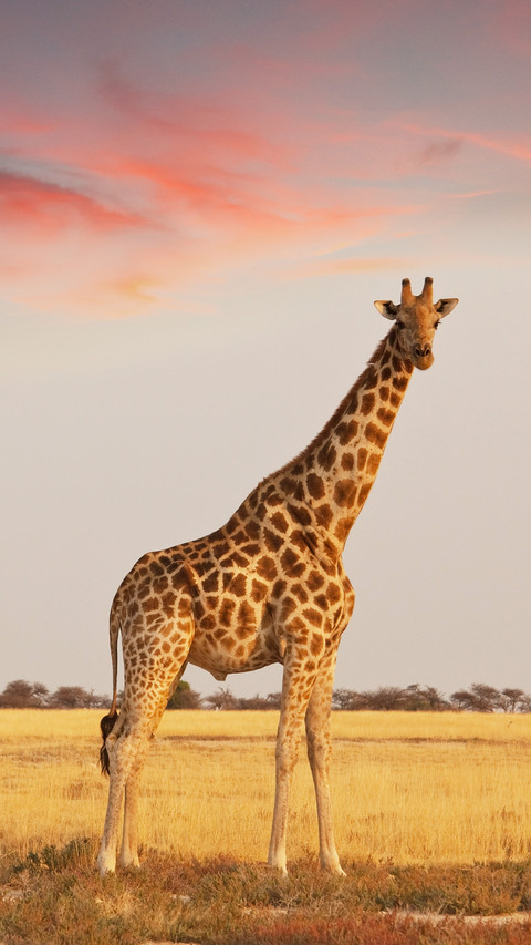 Combat effectiveness of giraffes 52 preview